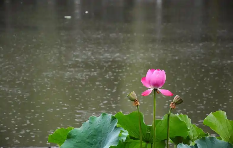其它 荷塘边,听雨打荷 写美篇  喜爱荷花,更爱雨中的荷花,打着雨伞