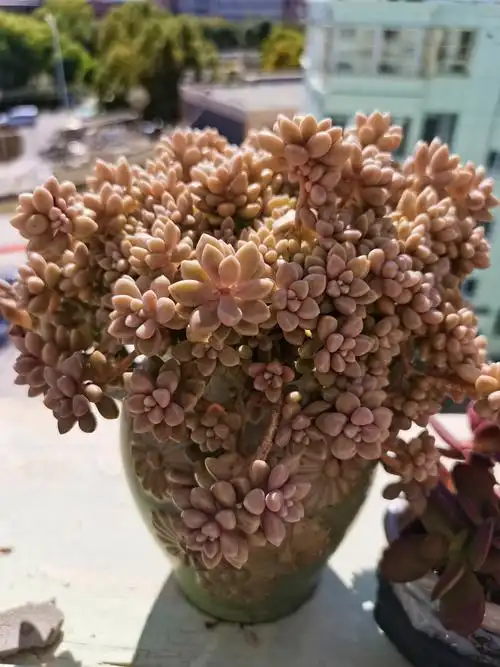 丸叶姬秋丽,是甘彩云大师的叶插,不怕暴晒的坚强宝宝,生命力超强,状态