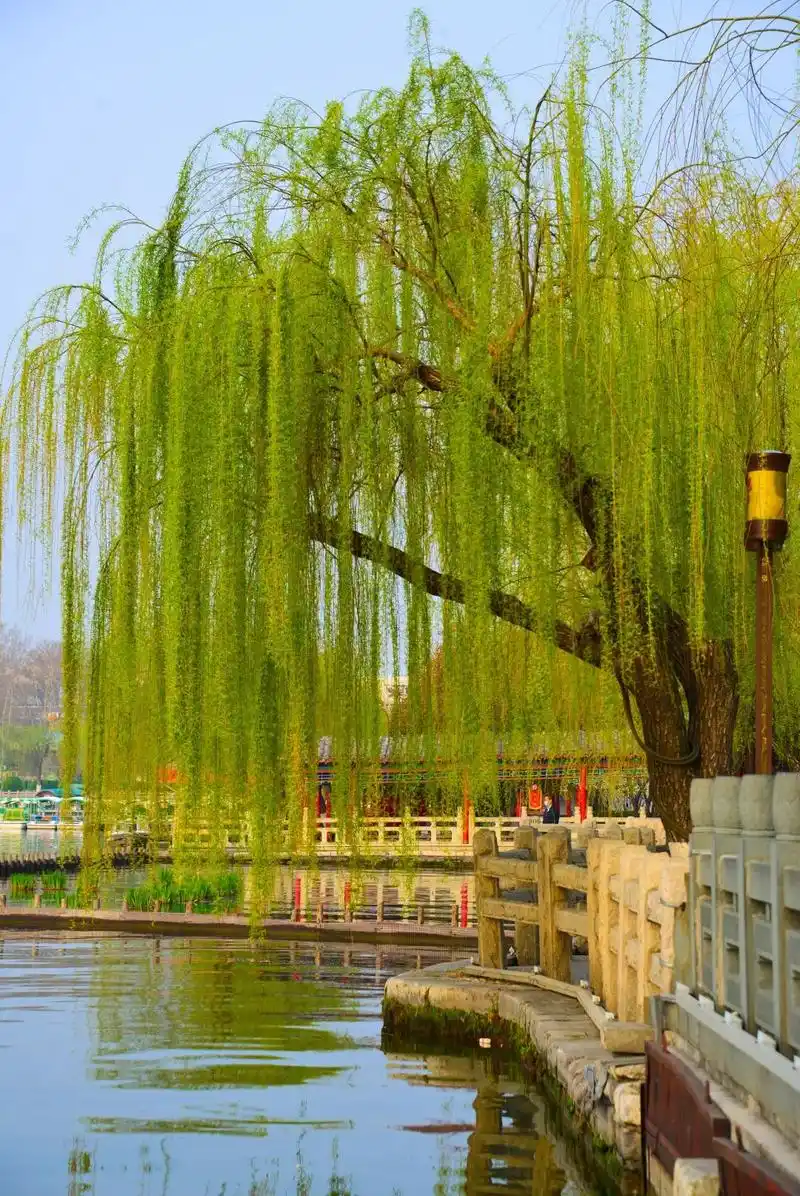 又到一年最美时这些春日大片惊艳了济南的春天