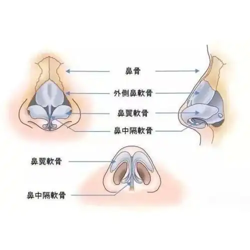 鼻小柱是什么玩意儿