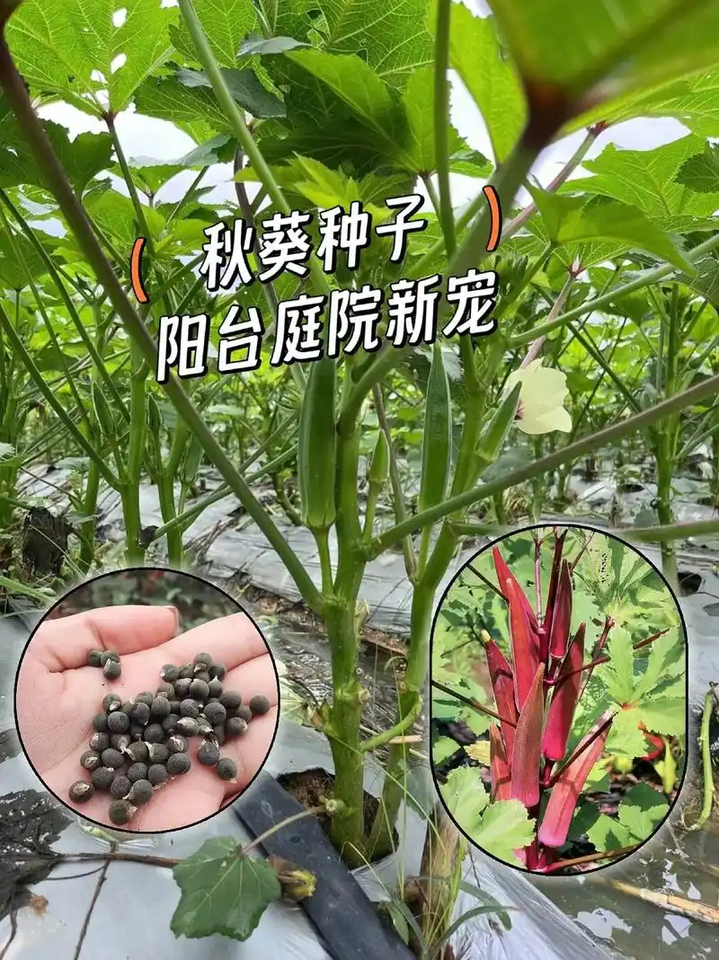 生长迅速,产量高,种植简单!秋葵脆嫩多汁,滑润不腻 - 抖音