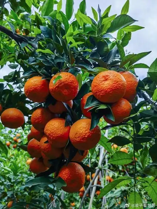 云南大理宾川县万亩柑橘园示范基地的沃柑成熟了,挂满果实的柑橘树