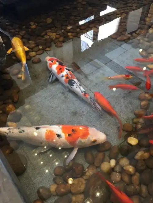 酒店大堂鱼池里的金鱼,为大堂生色不少.