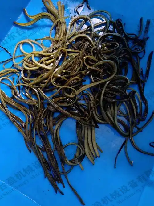海茸切丝机海带切丝机滚刀式切菜机厂家直销
