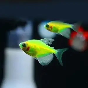 观赏鱼热带青苹果紫衣天使鱼