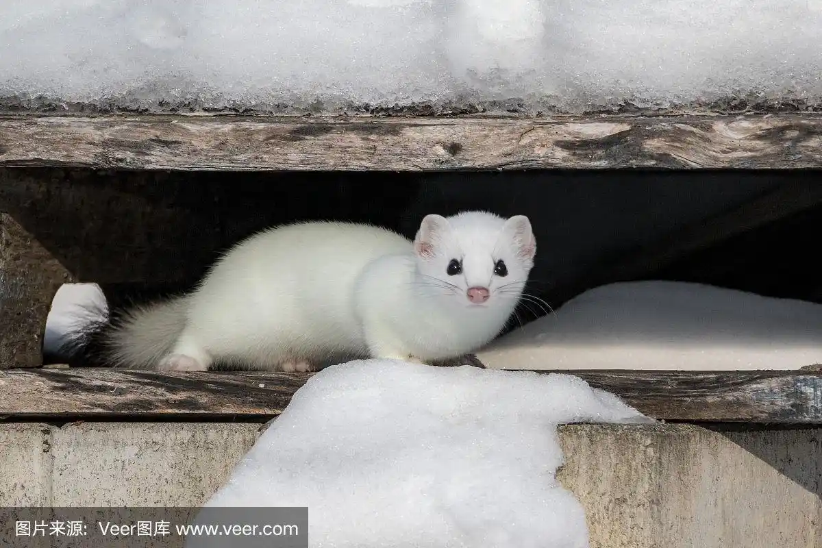 白鼬在藏身之处被照相机吓了一跳