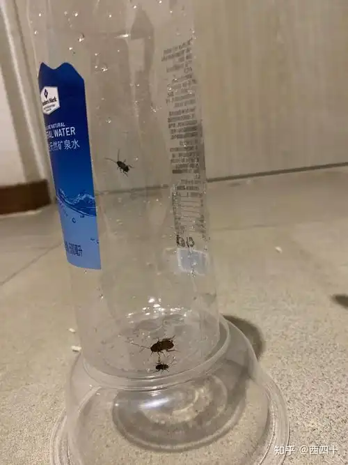 如何面南方会飞的蟑螂? - 知乎