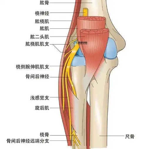 在上臂远端外侧,分开肱肌与肱桡肌就可以发现位于两者之间的桡神经.