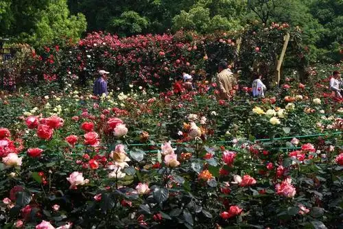 江苏常州红梅公园月季展