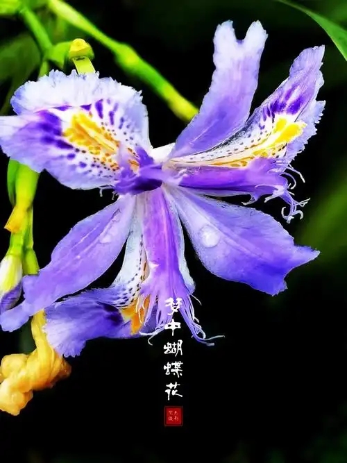 【首发】蝴蝶花