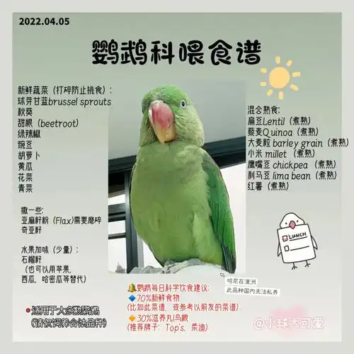 鹦鹉科学喂养食谱