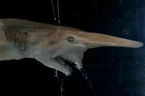 [bai]这种鲨鱼名字并不是叫精灵鲨,而是叫欧氏剑吻鲨