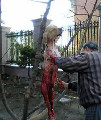 转贴:狗狗被虐杀(有图)