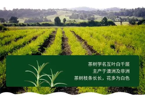 澳洲茶树精油洗发沐浴套装植物控油去屑滋养抑制头螨滋生拯救受损头皮