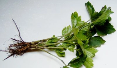 扩展资料: 《中药大辞典》:小黑药 【出处】《云南中草药》 【拼音名