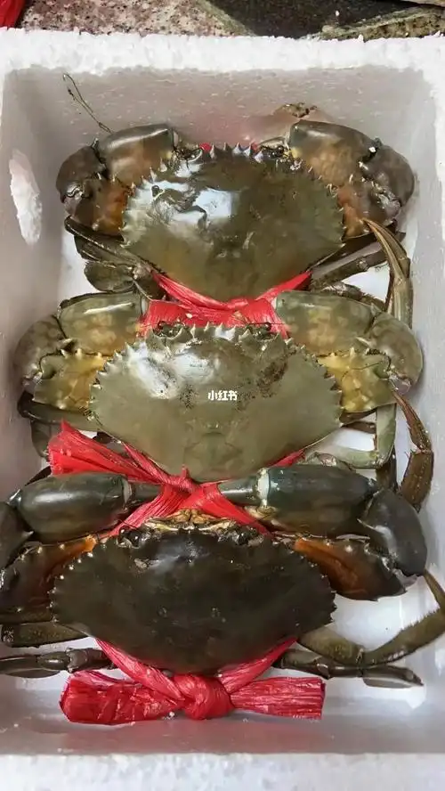 超级强壮的大青蟹_青蟹_美食_餐桌_海边_美食日常_美食_美食展示_食材