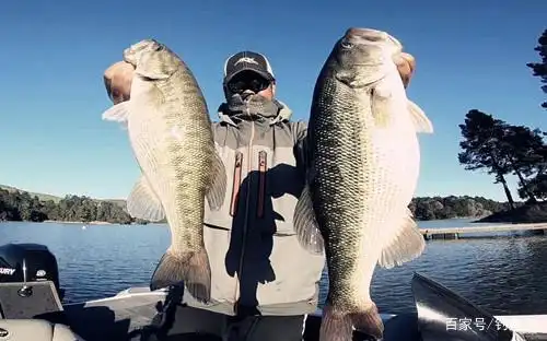 关于海钓鲈鱼就和大家先分享这些了,祝大家在海钓中都能钓得鲈鱼归.