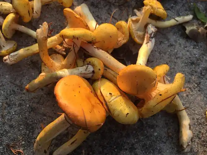 东北小黄蘑菇长白山深山野生小黄蘑特级干货黄蘑农家采摘500g