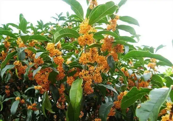 花香里的顶级享受:桂花的香气,最让人欲罢不能!_香味_湖北_南方