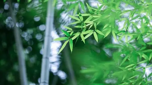 竹子这样拍,真是美极了!