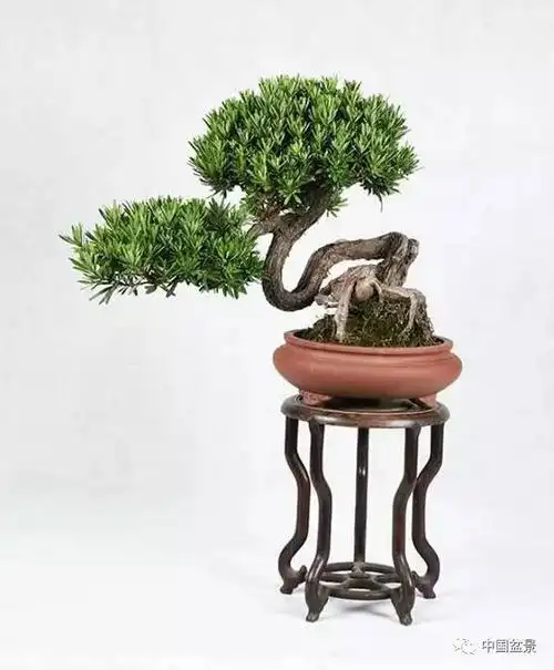 谢桂华近期罗汉松盆景欣赏_手机搜狐网