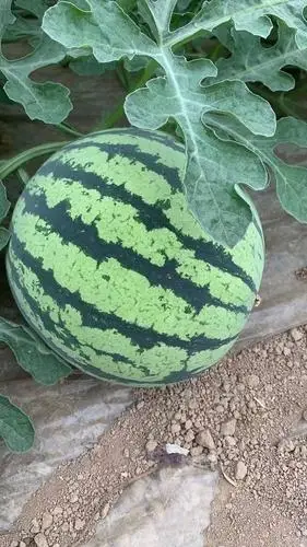 美都西瓜 山西夏县夏宝西瓜代办,甜度高,口感好