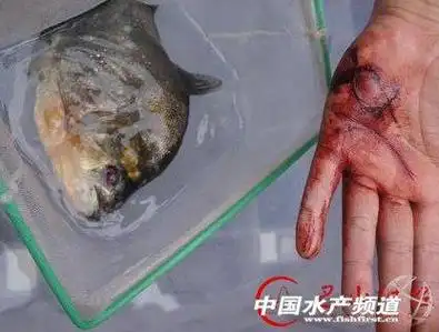 食人鱼吃人事件男孩被食人鱼啃成白骨是真的吗