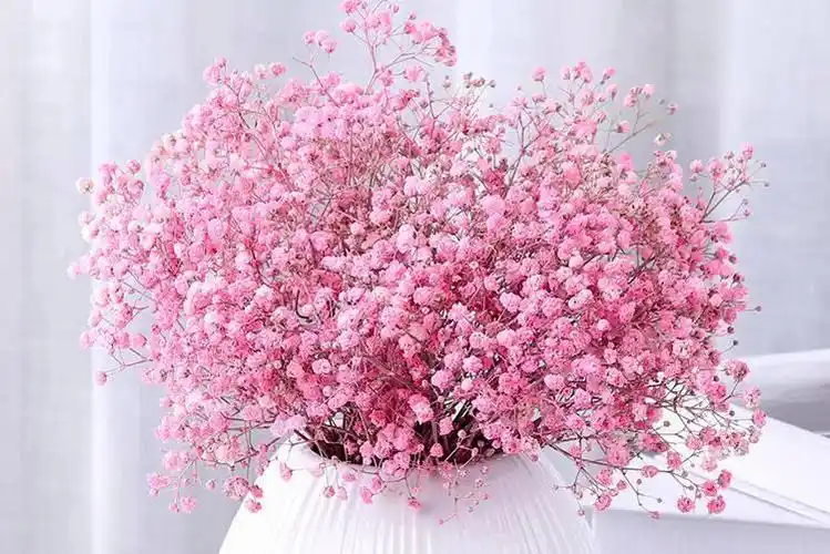 适合用于表白 不可或缺的配角粉色满天星颜色浪漫,在花束中不可或缺