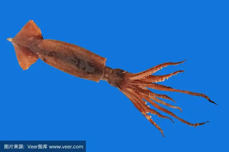 新鲜鱿鱼的触须特写拍摄孤立在蓝色.