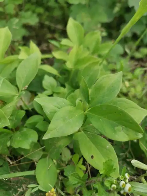 半夏车前草万寿竹今天是见识中药的一天
