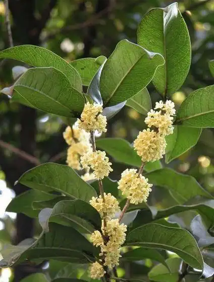 四季桂原产地中海一带,我国浙江,江苏,福建,台湾,四川及云南等省有