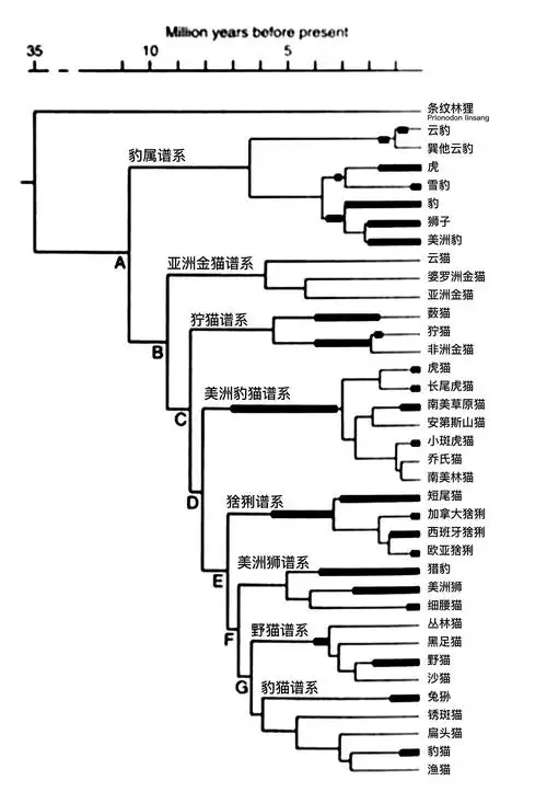 换张最新最全的猫科动物谱系图注:家猫属于野猫谱系下的野猫分支.