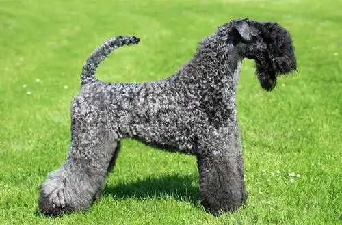 依法养犬 文明和谐——养犬之要,您可知道?