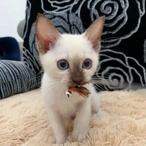 巧克力淡紫重点暹罗猫找新家苏州