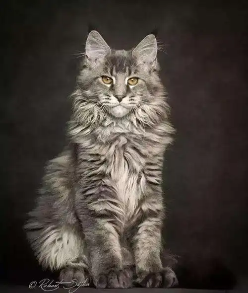 大型猫鉴别之缅因猫