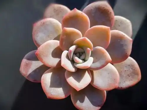 多肉华雪怕寒冷怕暴晒出状态后颜色华美叶覆轻霜仙气十足