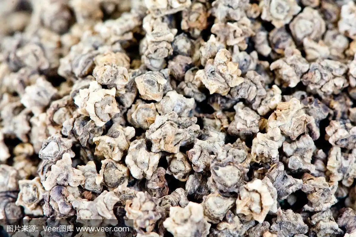 近距离观察甜菜种子