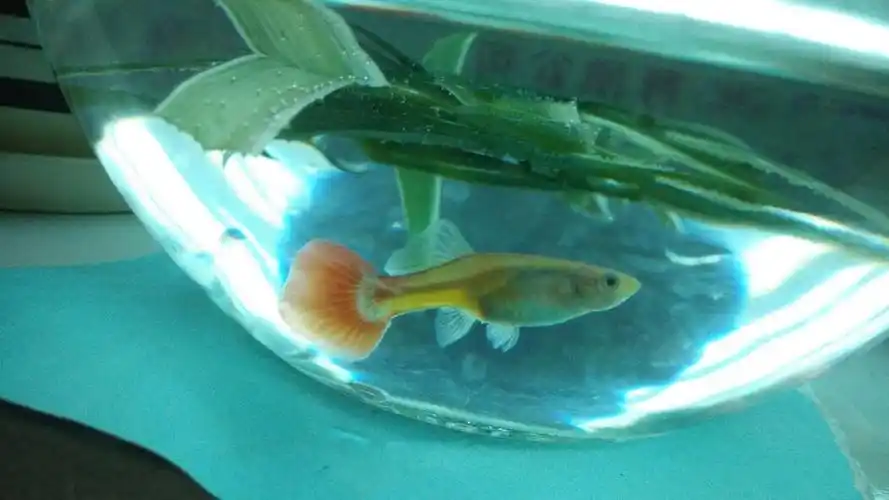 我的这只孔雀鱼怀孕了吗