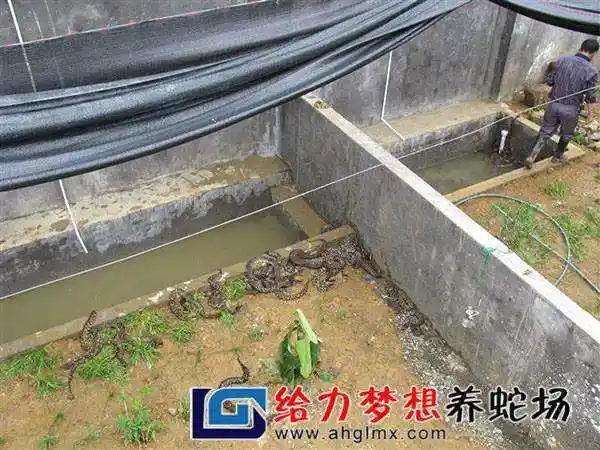 非常完美养蛇完整视频