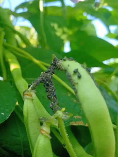 这种黑的是不是蚜虫,要用什么药打,效果好,用了好多药打,就是不死