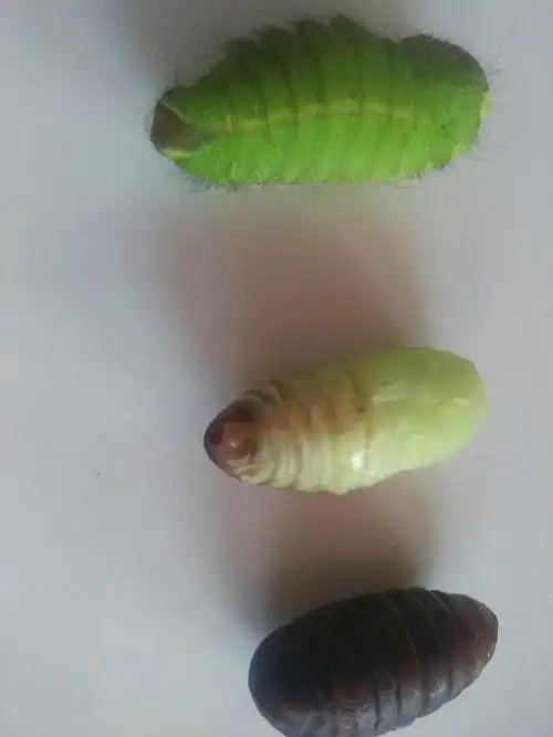 (原创)翠花,上雄蚕蛾