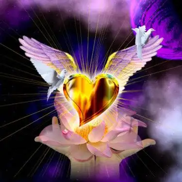 灵性图片之莲心鸽--灵魂网:精挑细选只为您!