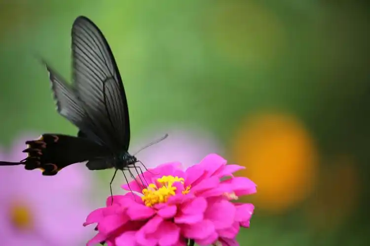 句容赤山脚下 湿地荷花,美丽的蝴蝶