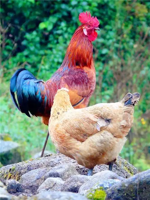 卡片机拍摄的鸡鸭鹅生活状态,画面唯美看了一遍又一遍