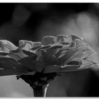 逝者安息的黑白头像【点击鼠标右键下载】