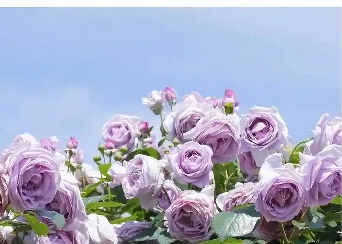 新手养蓝色阴雨月季,5个动作"催一催",轻松爆花美极了_植株_养护_长势