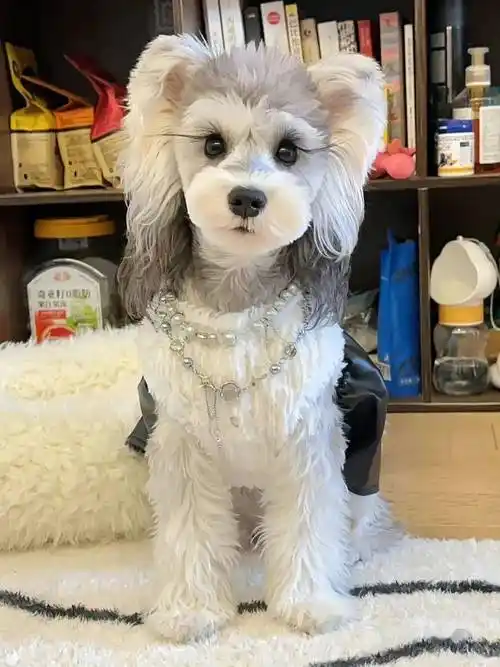 拥有超长睫毛的狗子,妩媚感都快要溢出屏幕了…_end_萌狗_抵抗力