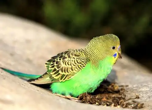 天鹅湖拍摄虎皮鹦鹉!