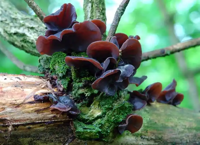 犹如耳朵的黑木耳蘑菇生长在森林里的树上