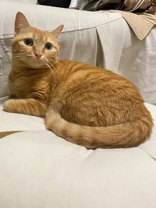 豆芽小盆友马上4岁半啦继续健康快乐的长大吧!#橘猫日常  #猫咪日常